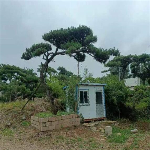 济南造型松