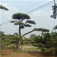 山东造型松