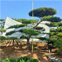 济南造型松