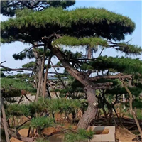 山东造型松