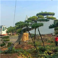 莱芜造型松