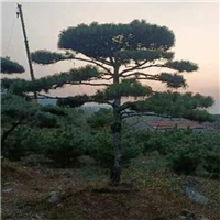 济南造型松