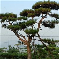 山东造型松