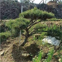 莱芜造型松