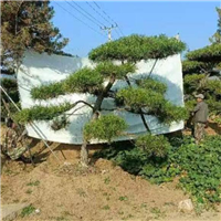 济南造型松