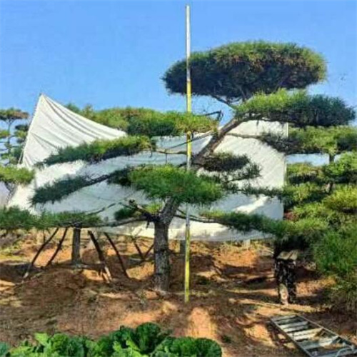 济南造型松