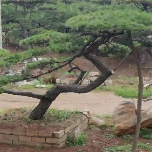 山东造型松