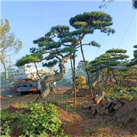莱芜造型松