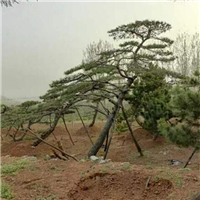 山东造型松