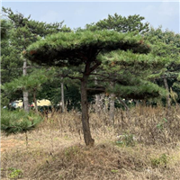 山东造型油松