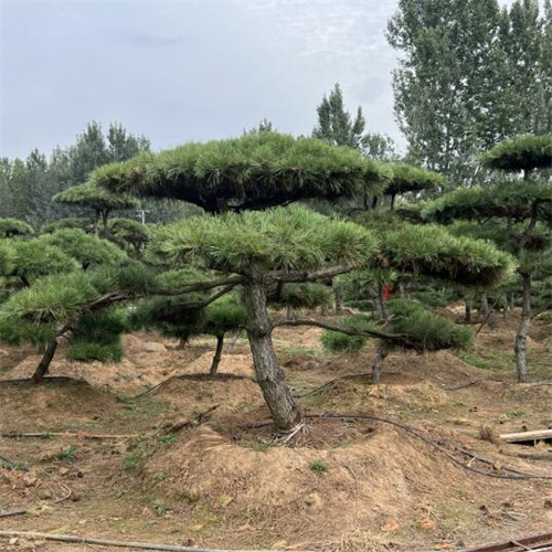 山东造型松