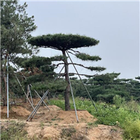 莱芜造型油松