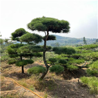 山东造型黑松