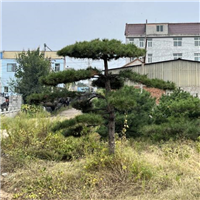山东造型黑松