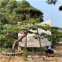 莱芜造型黑松