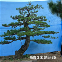 莱芜造型黑松