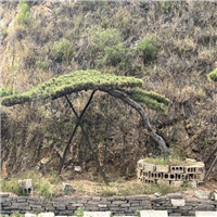 山东造型松