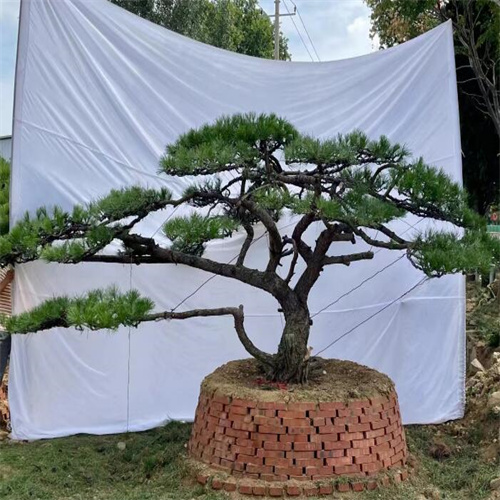 莱芜造型黑松