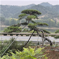 山东造型黑松