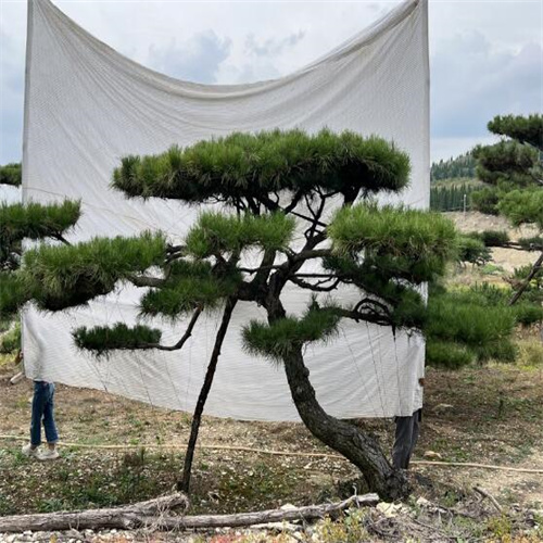 莱芜造型松