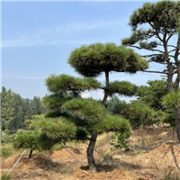 莱芜造型油松