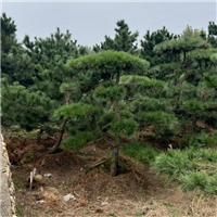 山东造型油松