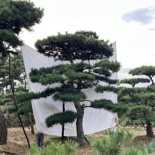 山东造型黑松