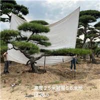 莱芜造型油松