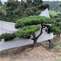 莱芜造型油松