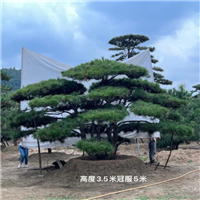 莱芜造型松
