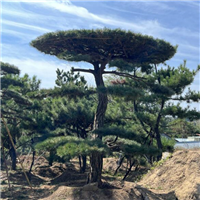 山东造型油松