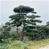 山东造型松