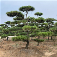 山东造型油松