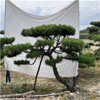 莱芜造型松