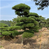 山东造型松