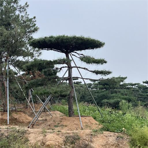 莱芜造型油松