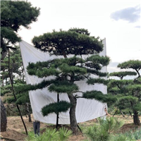 山东造型黑松