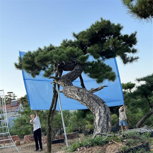 山东造型黑松