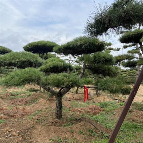 莱芜造型黑松