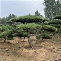 莱芜造型松