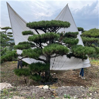 山东造型油松