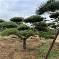 莱芜造型黑松
