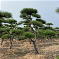 莱芜造型松