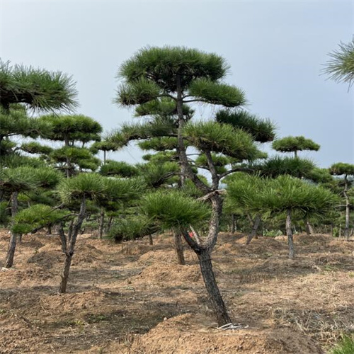 莱芜造型松