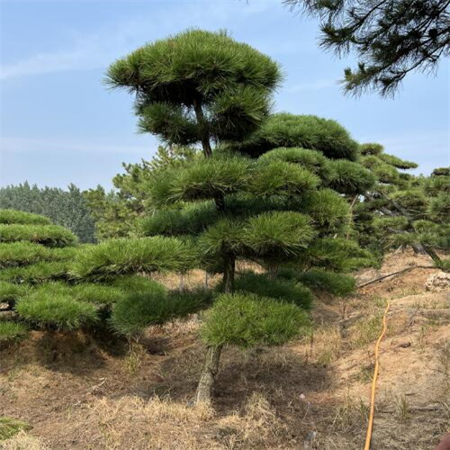 山东造型松