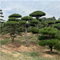 山东造型黑松