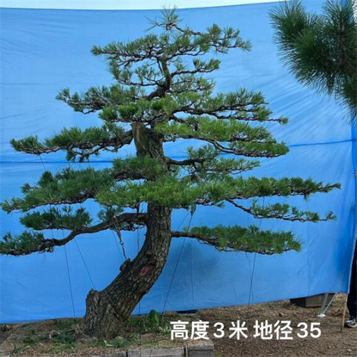 莱芜造型黑松