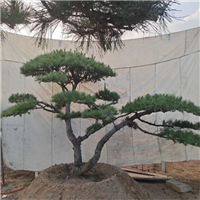 莱芜造型黑松
