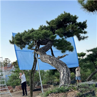 山东造型黑松