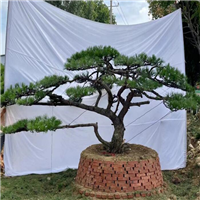 莱芜造型松